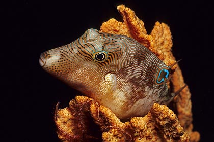 Augenfleck-Spitzkopfkugelfisch - Canthigaster solandri - (c) Birgit Trutnau