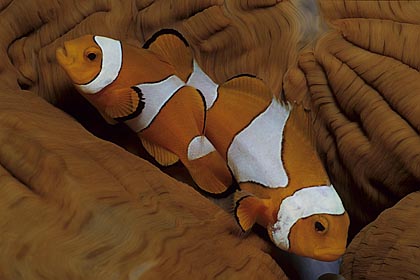 Orange-Ringel-Anemonenfisch - Amphiprion ocellaris - (c) Armin Trutnau