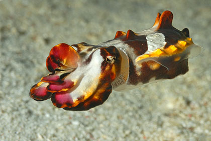 Flamboyant Cuttlefish - Metasepia pfefferi (c) Armin Trutnau