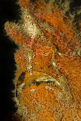 Antennarius commersonii - Giant anglerfish (c) Armin Trutnau
